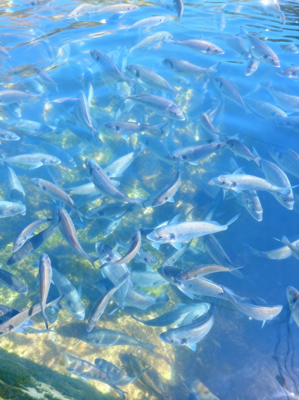 Aquaculture Tunisienne